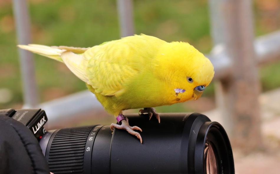 Bird Yellow on camera