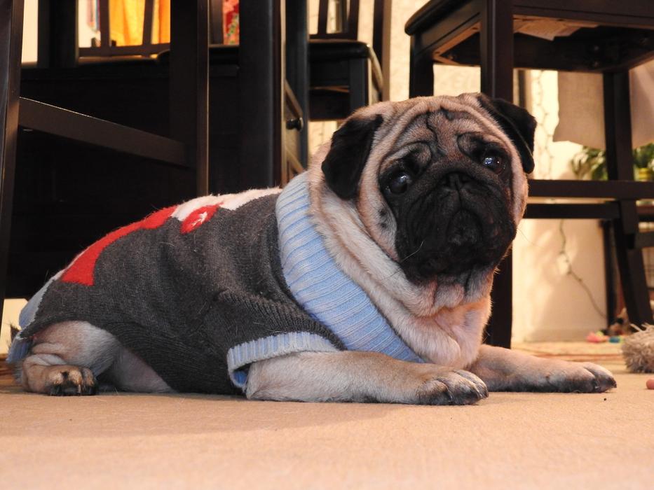 photo of a pug in a christmas sweater