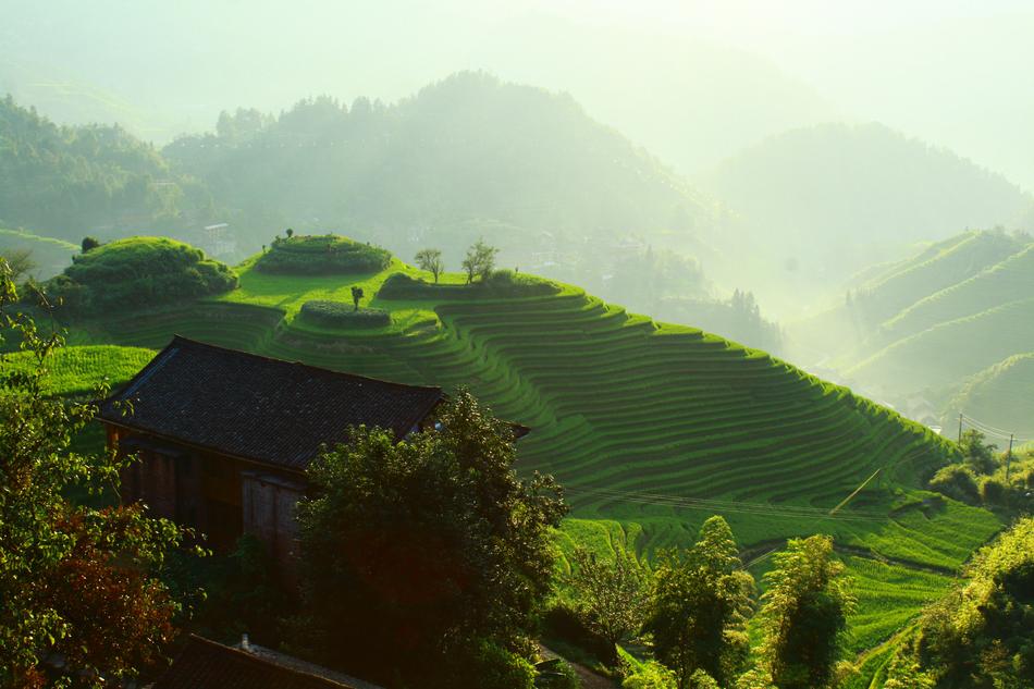 Green fields in the sunlight