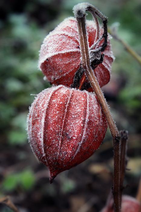 Lampionblume Physalis Ice