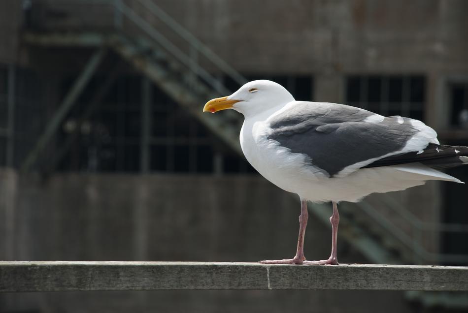 Seagull Cold Wind