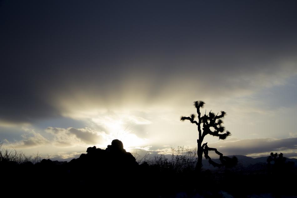 evening tree silhouette black
