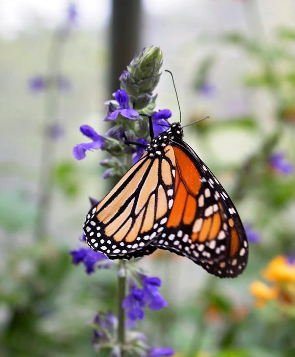 Monarch Flower Insect