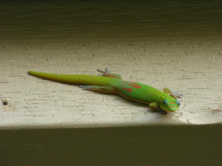 fabulous green Lizard