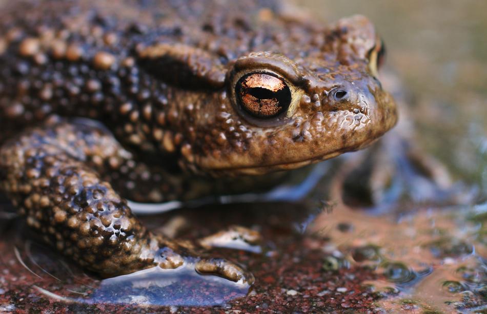 goodly Frog