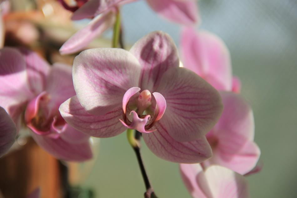 Orchid Flower at Sunlight