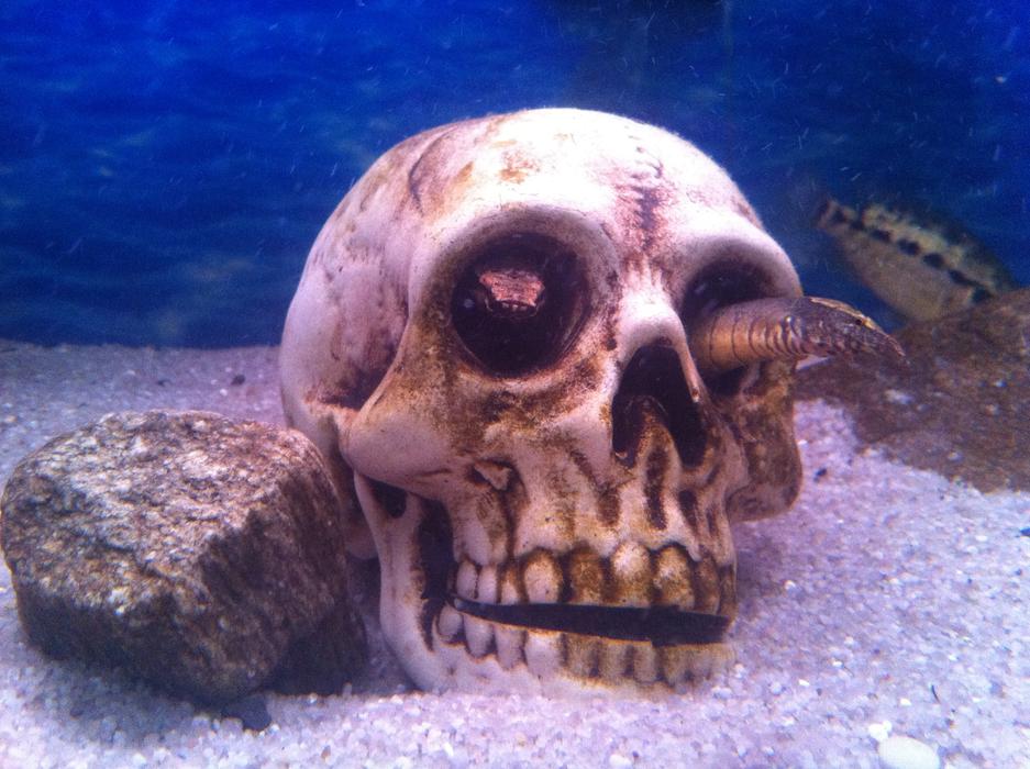 Aquarium Skull Fish