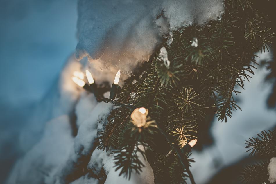 Bulbs on Christmas tree