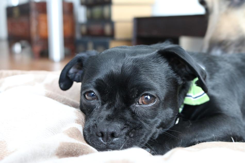 black Dog rests indoor, Chihuahua