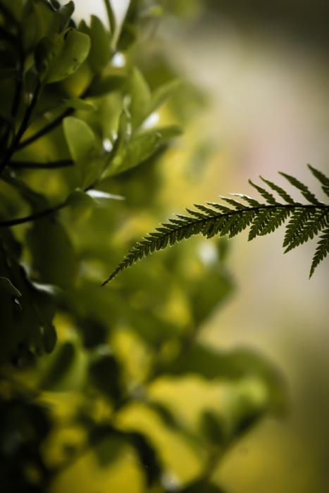 Arty Background Blurred grass, new zealand