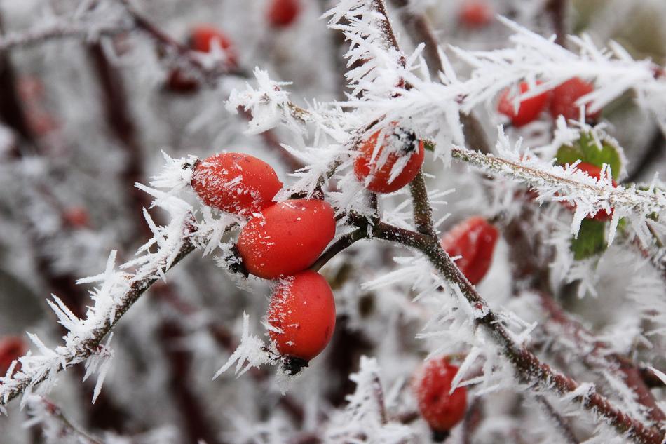Ice Frosty rose hip