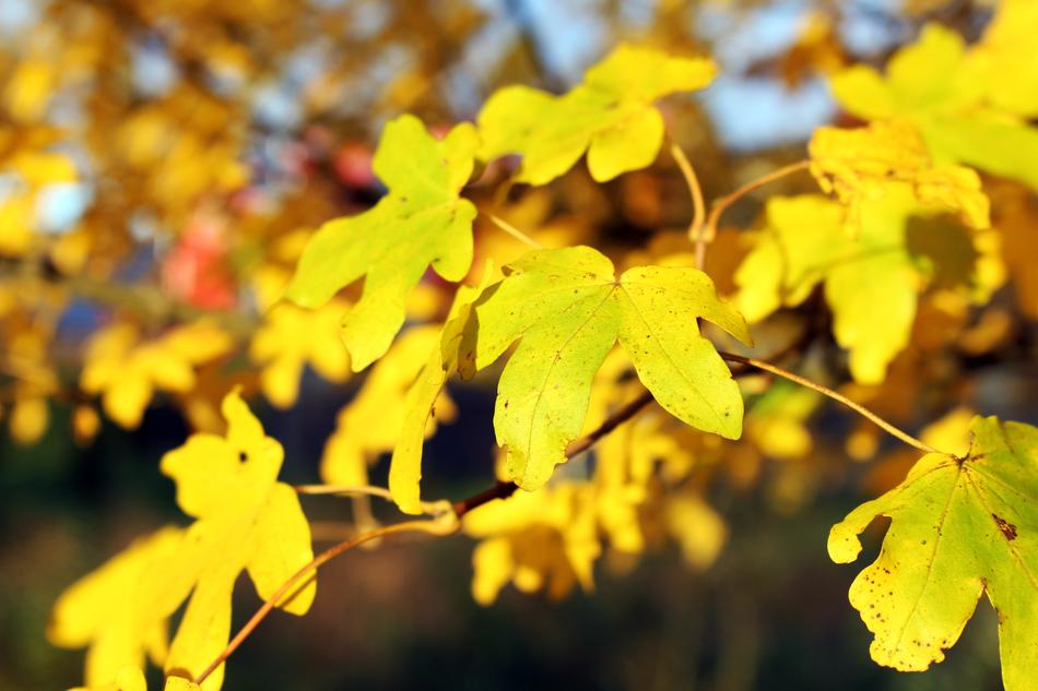 Leaves Yellow Autumn Fall