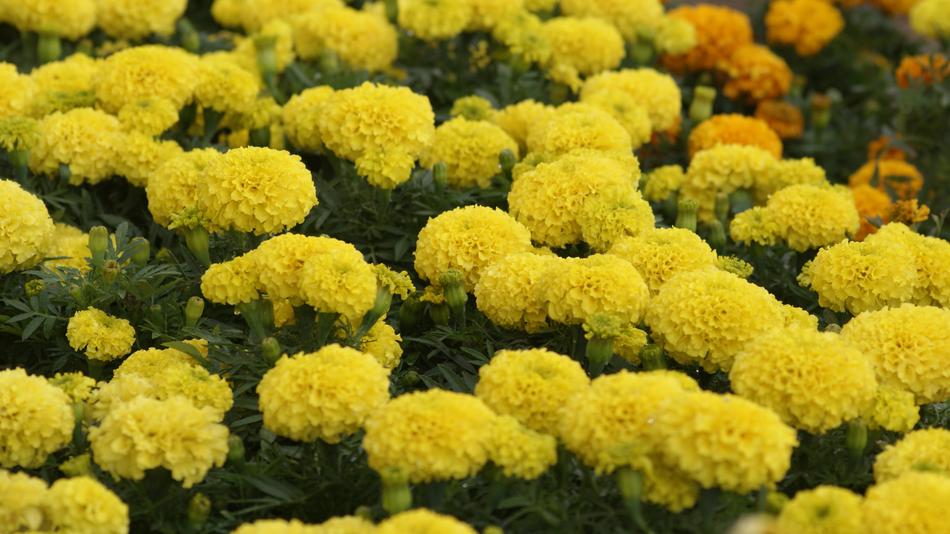 Farm Farmer Flower
