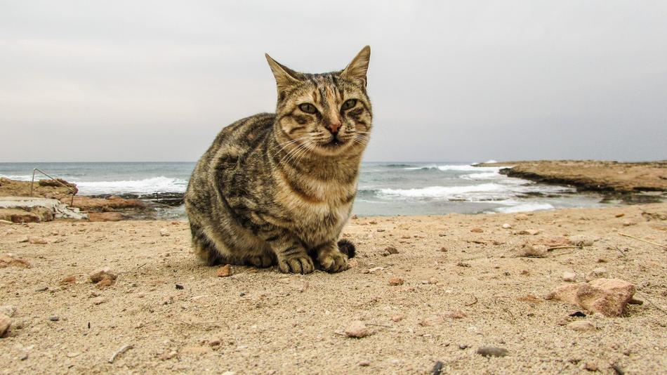 Cat Stray sand coast on near sea