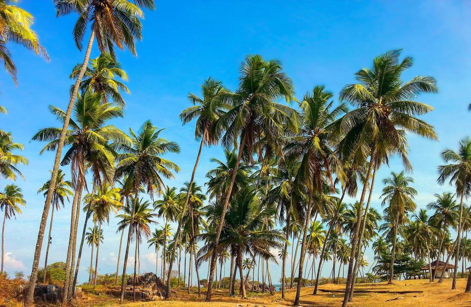 Hd Wallpaper Nature Palm Trees