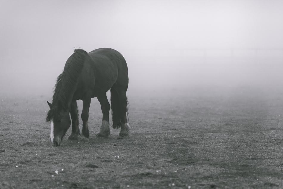 Animal Fog
