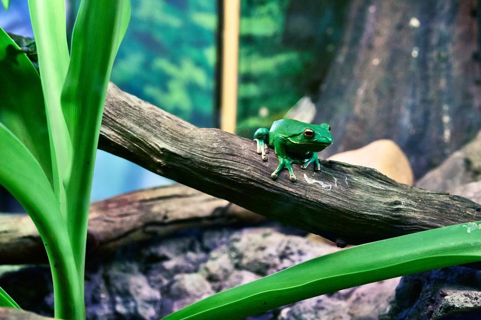 fabulous Amphibian Animal Frog