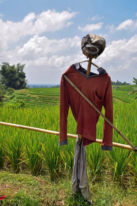 Bali Indonesia rice fields