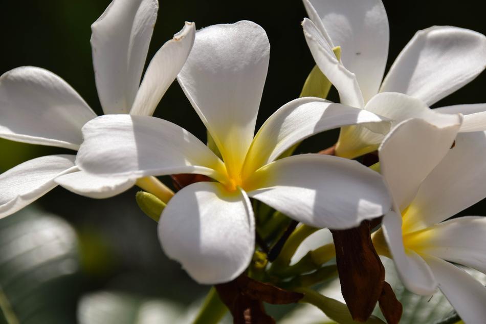 white unusual flowers