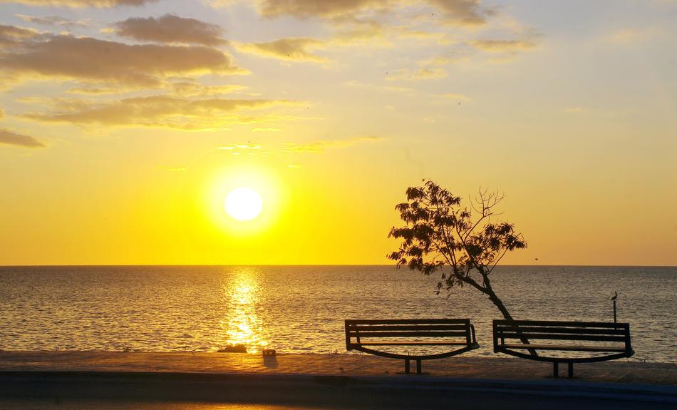 benches by the tree in the sunshine