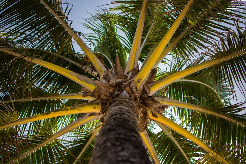 Low Angle Shot of Natural Palm Tree