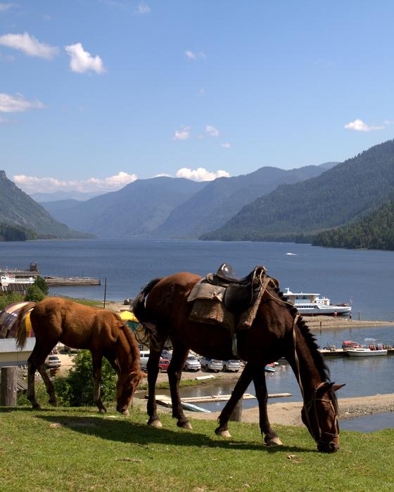Horses by the Lake Teletskoye in Altai