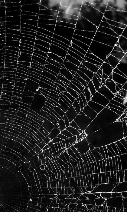 Black And White Photo of dark spider web