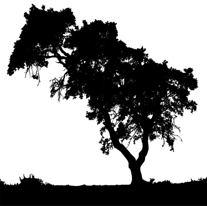landscape trees silhouette nature