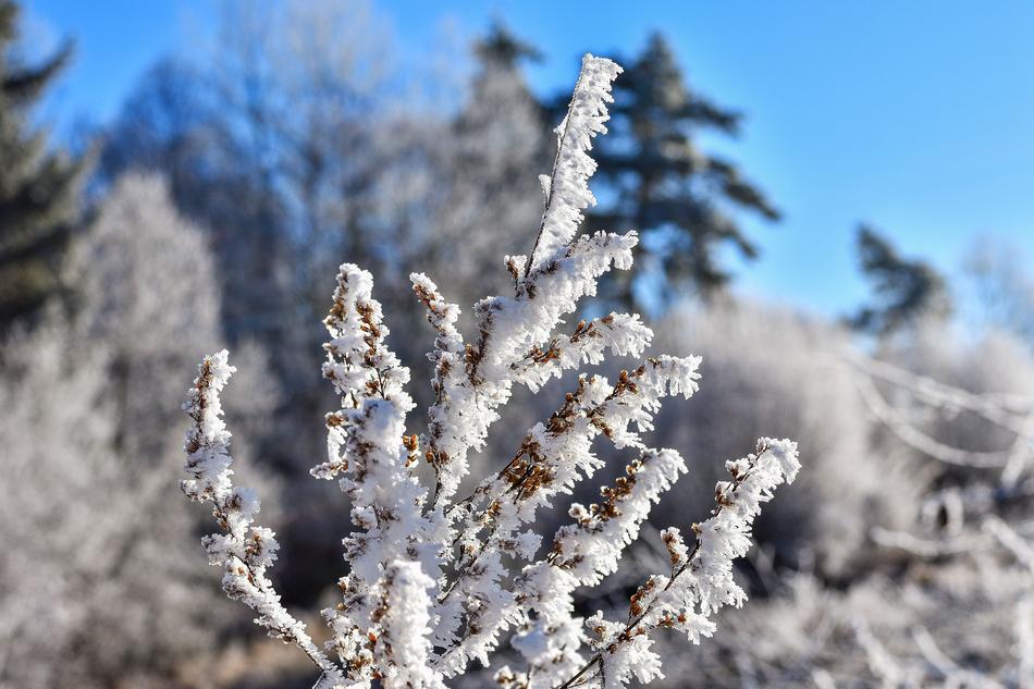 Hoarfrost Winter Crystal
