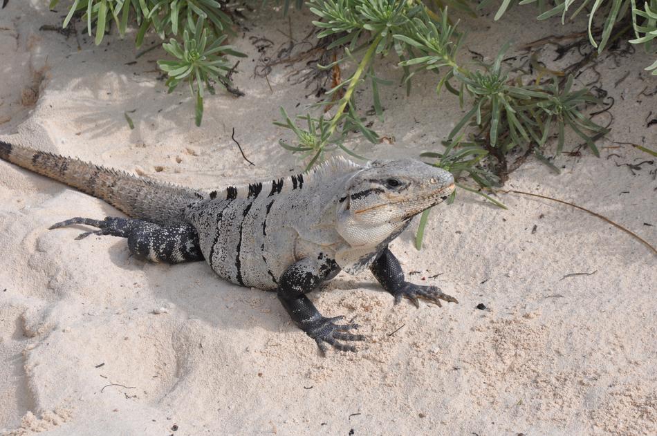Nature Animals Beach