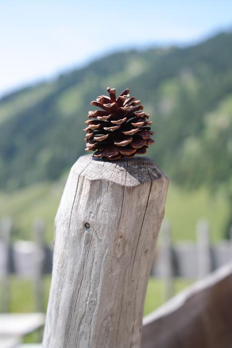 Pine Cones Tap Strobilus Conifer