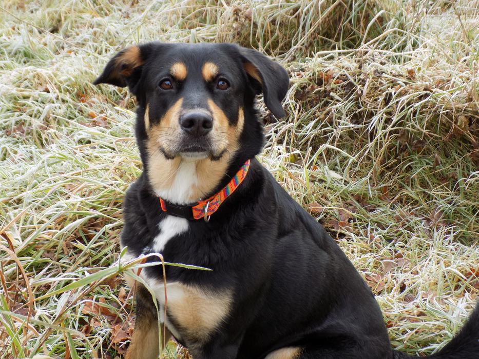 black dog with a red broomstick on a background of haystacks