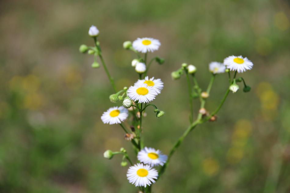 Flower Plant Sumer