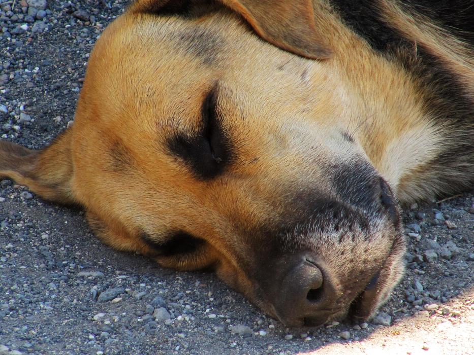 perfect Dog Sleep
