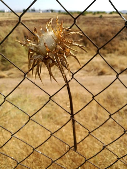 Still Life Thistles on fence