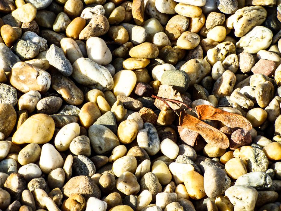 tree seeds on Pebbles