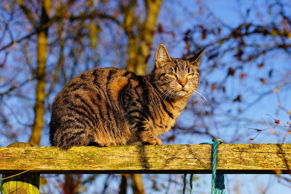 Beautiful, colorful and cute cat on the wooden construction among the trees