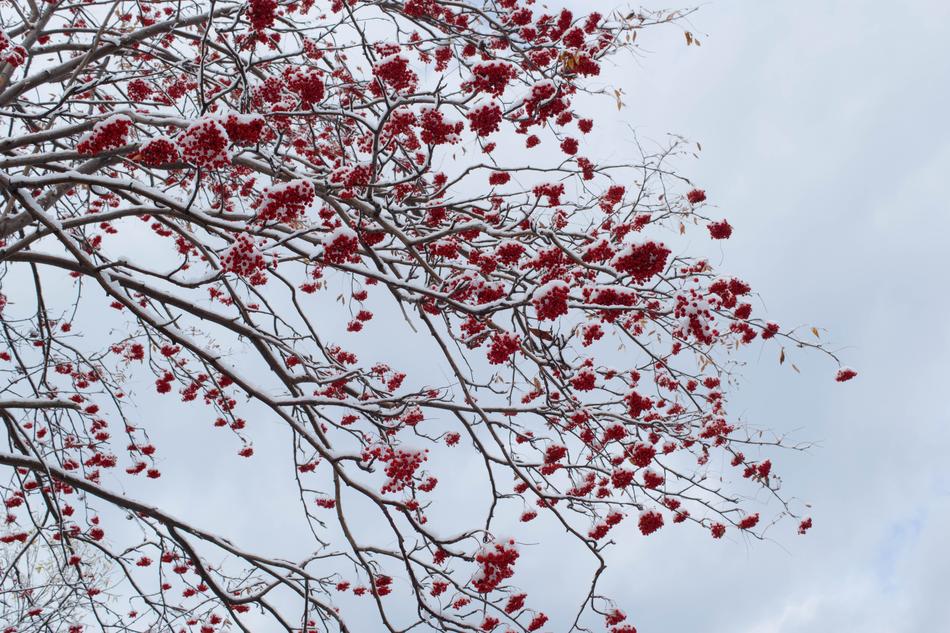 Rowan Winter Snow