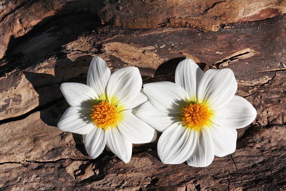 two white Open Centered Dahlia flowers on weathered wood