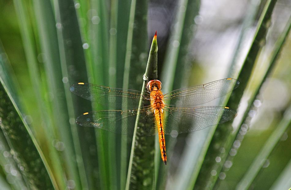 Dragonflies Insects orange