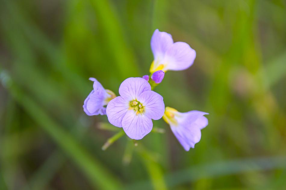 Background Blooming Flowers