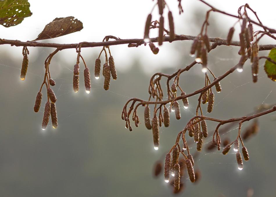 Drip Autumn Hazelnut
