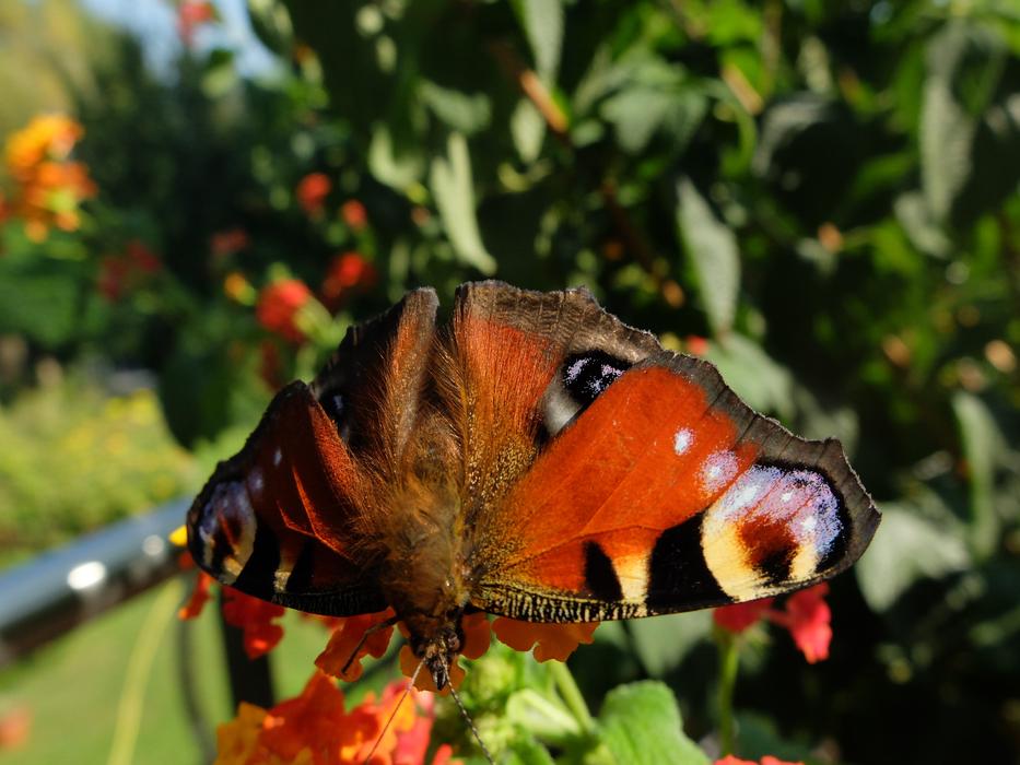Monarch Butterfly on red flowers at sunny day