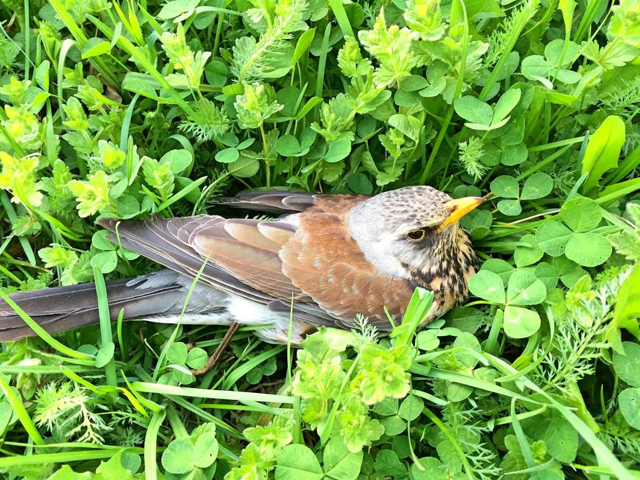 thrush, young bird in grass