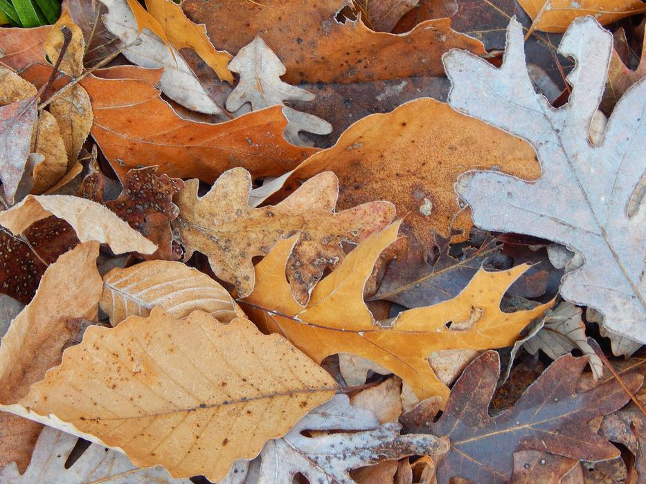 Brown Fall Leaves Frost-Edged