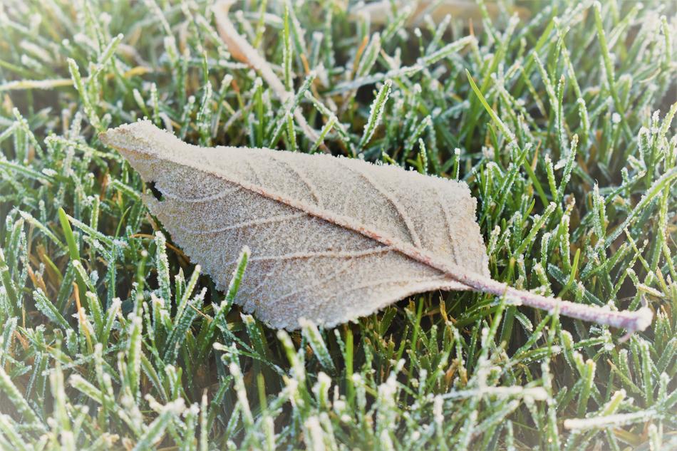 Frost Mature Cold Sheet