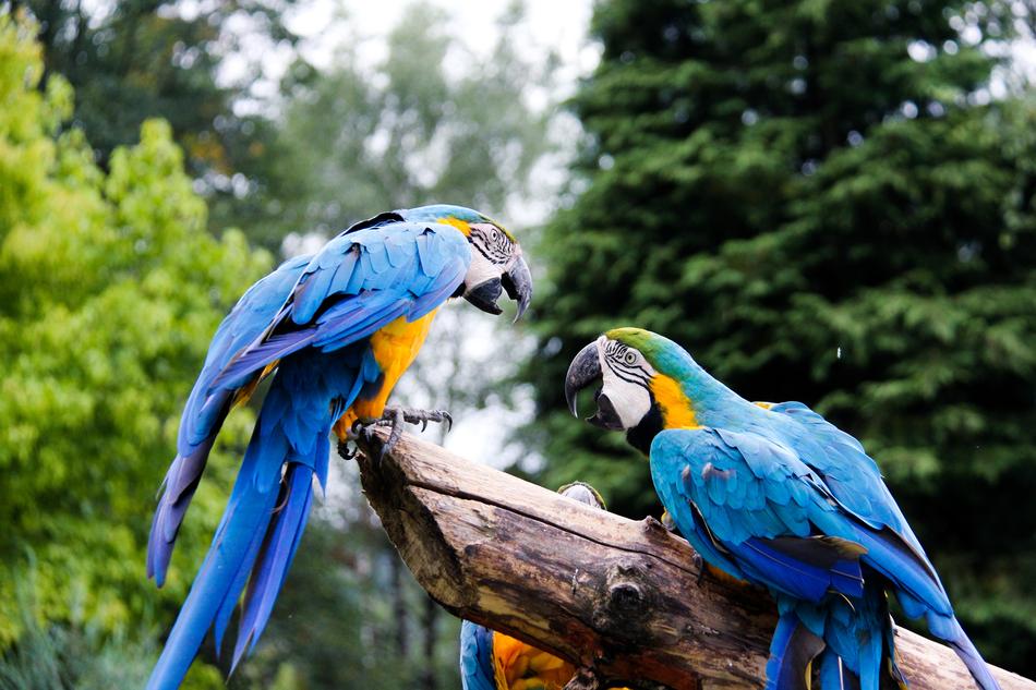 goodly Parrots Zoo