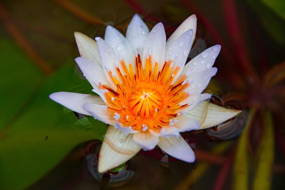 closeup view of Waterlily Flower at Nature
