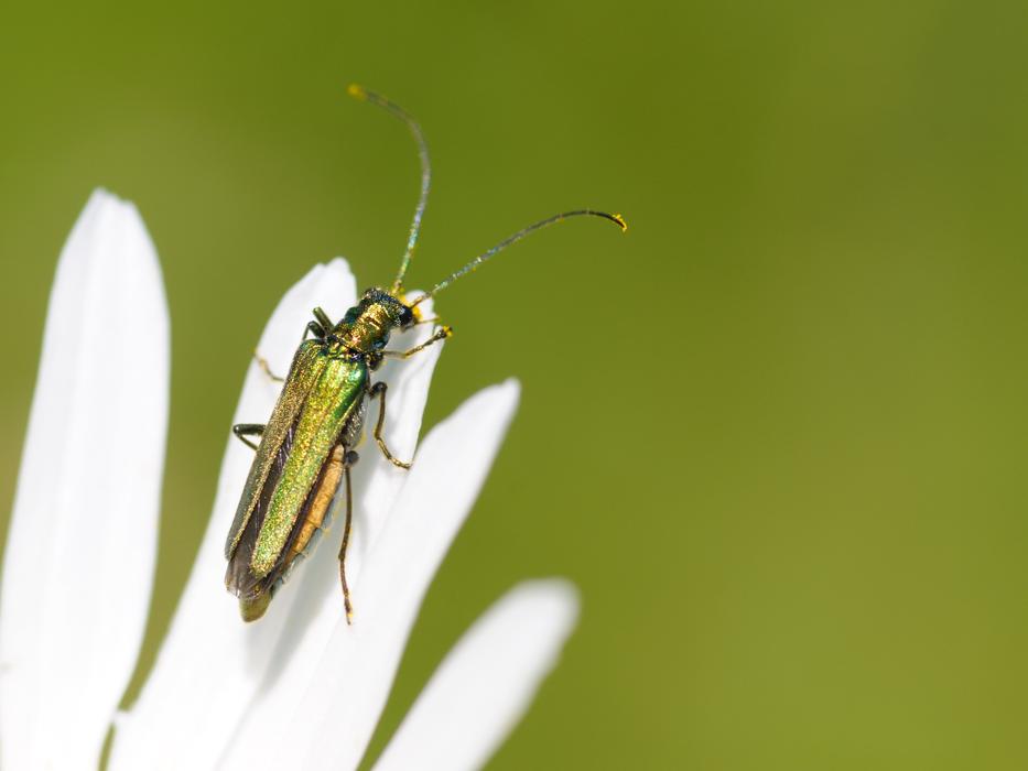 impressively beautiful Cantharis Insect