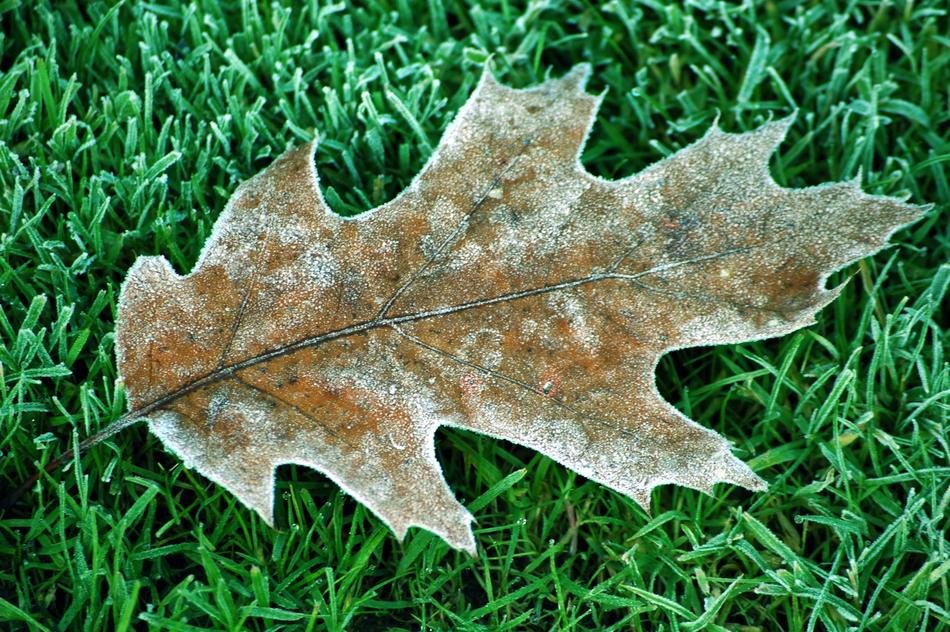 Frosty Oak Tree leaf
